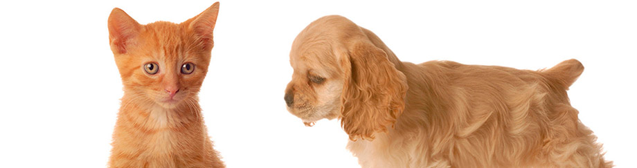 cachorro-perro-gato