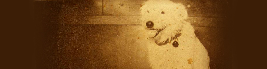 perro-viejo