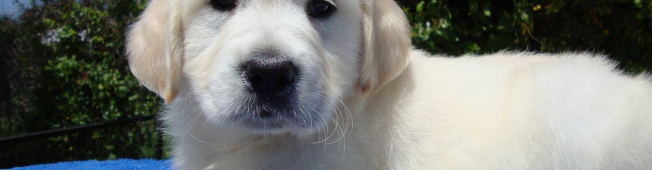 Perro
